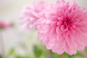 Pink Dahlia flower in full open, close-up