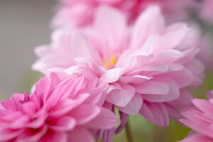 Pink Dahlia flower in full open, close-up