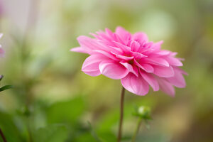 Pink Dahlia flower in full open, close-up