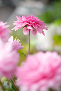Dahlia flower, pink petals, close-up