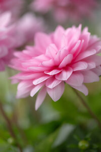 Dahlia flower, pink petals, close-up