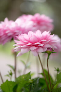 Dahlia flower, pink petals, close-up