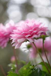 Pink Dahlia flower, close-up