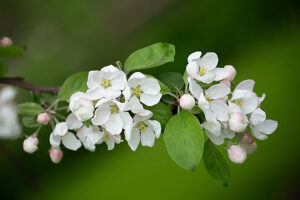 Apple tree branch with blossoms, close-up