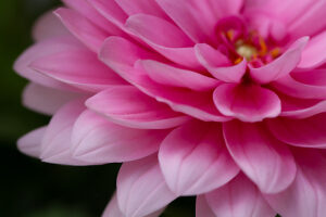 Dahlia flower, pink petals, close-up