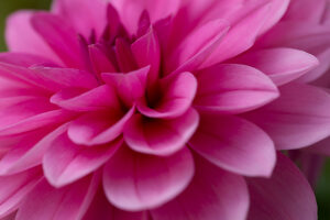 Dahlia flower, pink petals, close-up
