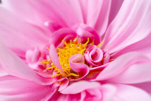 Dahlia flower, pink petals, close-up