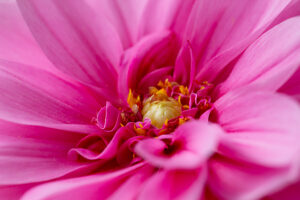 Dahlia flower, pink petals, close-up