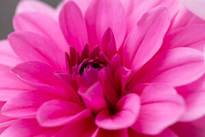 Dahlia flower, pink petals, close-up