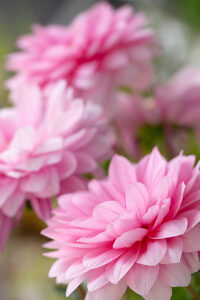 Pink Dahlia flower, close-up