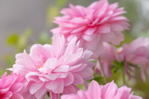 Dahlia flower, pink petals, close-up