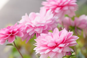 Dahlia flower, pink petals, close-up