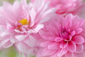 Dahlia flower, pink petals, close-up