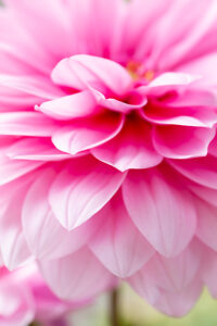 Pink Dahlia flower, close-up