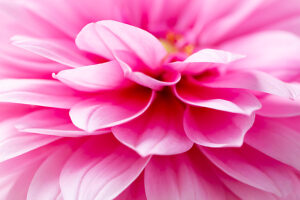 Dahlia flower, pink petals, close-up