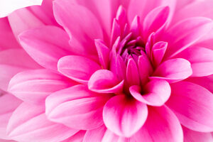Dahlia flower, pink petals, close-up