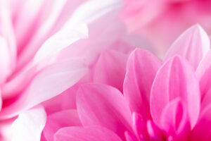 Dahlia flower, pink petals, close-up