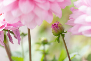 Dahlia flower, pink petals, close-up