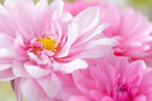 Dahlia flower, pink petals, close-up