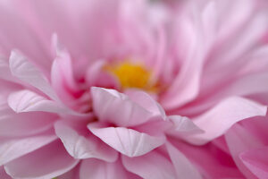 Dahlia flower, pink petals, close-up