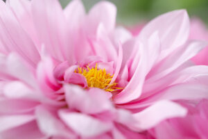 Dahlia flower, pink petals, close-up