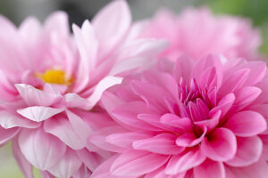 Dahlia flower, pink petals, close-up