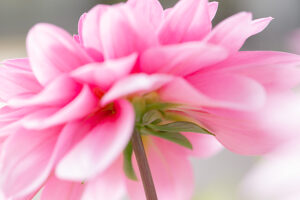 Dahlia flower, pink petals, close-up