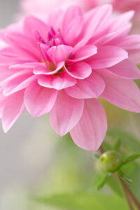 Pink Dahlia flower, close-up