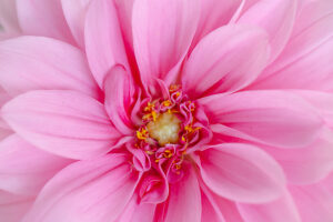 Dahlia flower, pink petals, close-up