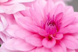 Dahlia flower, pink petals, close-up