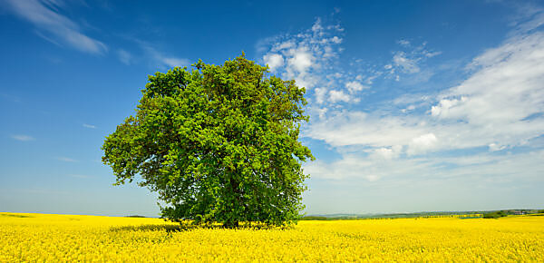 Flowering rape field with old solitary oak trees, blue sky with nice weather clouds, Mecklenburgische Schweiz, Mecklenburg-Western Pomerania, Germany