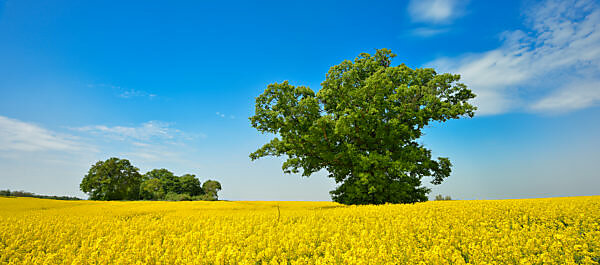 Flowering rape field with old solitary oak trees, blue sky with nice weather clouds, Mecklenburgische Schweiz, Mecklenburg-Western Pomerania, Germany