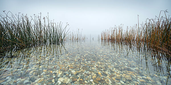 Deutschland, Sachsen-Anhalt, Geiseltalsee, Binsen im flachen klaren Wasser mit bunten Kieseln, dichter Nebel Deutschland, Sachsen-Anhalt, Geiseltalsee, Binsen im flachen klaren Wasser mit bunten Kieseln, dichter Nebel