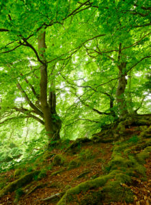 Old grown together beeches on moss covered rock, Kellerwald-Edersee National Park, Hesse, Germany Old grown together beeches on moss covered rock, Kellerwald-Edersee National Park, Hesse, Germany