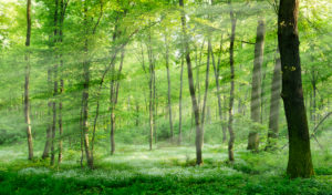 Naturnaher Laubwald im Frühjahr, Frühblüher bedecken den Boden, Sonnenstrahlen, bei Freyburg, Sachsen-Anhalt, Deutschland Naturnaher Laubwald im Frühjahr, Frühblüher bedecken den Boden, Sonnenstrahlen, bei Freyburg, Sachsen-Anhalt, Deutschland