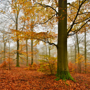 Deutschland, Hessen, Nationalpark Kellerwald-Edersee, Rotbuchen (Fagus sylvatica), Buchenwald im Herbst, buntes Laub und Nebel Deutschland, Hessen, Nationalpark Kellerwald-Edersee, Rotbuchen (Fagus sylvatica), Buchenwald im Herbst, buntes Laub und Nebel