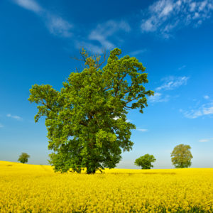 Flowering rape field with old solitary oak trees, blue sky with nice weather clouds, Mecklenburgische Schweiz, Mecklenburg-Western Pomerania, Germany