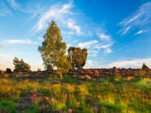 Typical heathland landscape with blooming heather and juniper in the last evening light, Lueneburg Heath, Lower Saxony, Germany