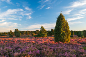 Typical heathland landscape with blooming heather and juniper in the last evening light, Lueneburg Heath, Lower Saxony, Germany