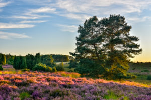 Typical heathland landscape with blooming heather and juniper in the last evening light, Lueneburg Heath, Lower Saxony, Germany