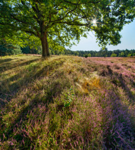 Oak on burial mound, sun shines through foliage, large stone grave, heathland with blooming heather, Oldendorfer Totenstatt, Lüneburg Heath, Amelinghausen, Lower Saxony, Germany