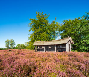 Typical heather landscape with traditional beehive and flowering heather, Lueneburg Heath, Lower Saxony, Germany