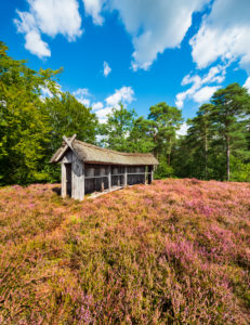 Typical heather landscape with traditional beehive and flowering heather, Lueneburg Heath, Lower Saxony, Germany