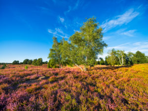 Typical heather landscape with blooming heather and birch trees, Lüneburg Heath, near Egestorf, Lower Saxony, Germany