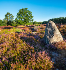 Large stone grave, heather landscape with blooming heather, Oldendorfer Totenstatt, Lüneburg Heath, Amelinghausen, Lower Saxony, Germany
