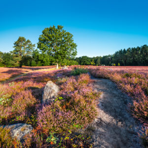 Large stone grave, heather landscape with blooming heather, Oldendorfer Totenstatt, Lüneburg Heath, Amelinghausen, Lower Saxony, Germany