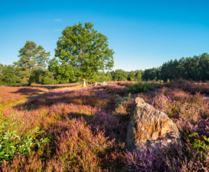Large stone grave, heather landscape with blooming heather, Oldendorfer Totenstatt, Lüneburg Heath, Amelinghausen, Lower Saxony, Germany