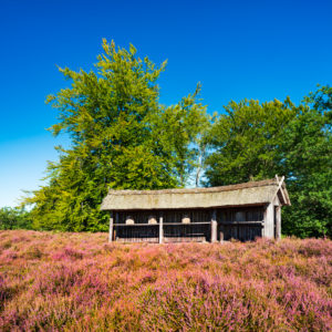 Typical heather landscape with traditional beehive and flowering heather, Lueneburg Heath, Lower Saxony, Germany