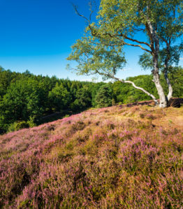 Typical heather landscape with blooming heather and birch trees on hill, Lüneburg Heath, near Egestorf, Lower Saxony