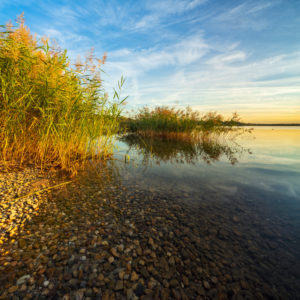 Germany, Saxony-Anhalt, Geiseltalsee, reeds, morning light
